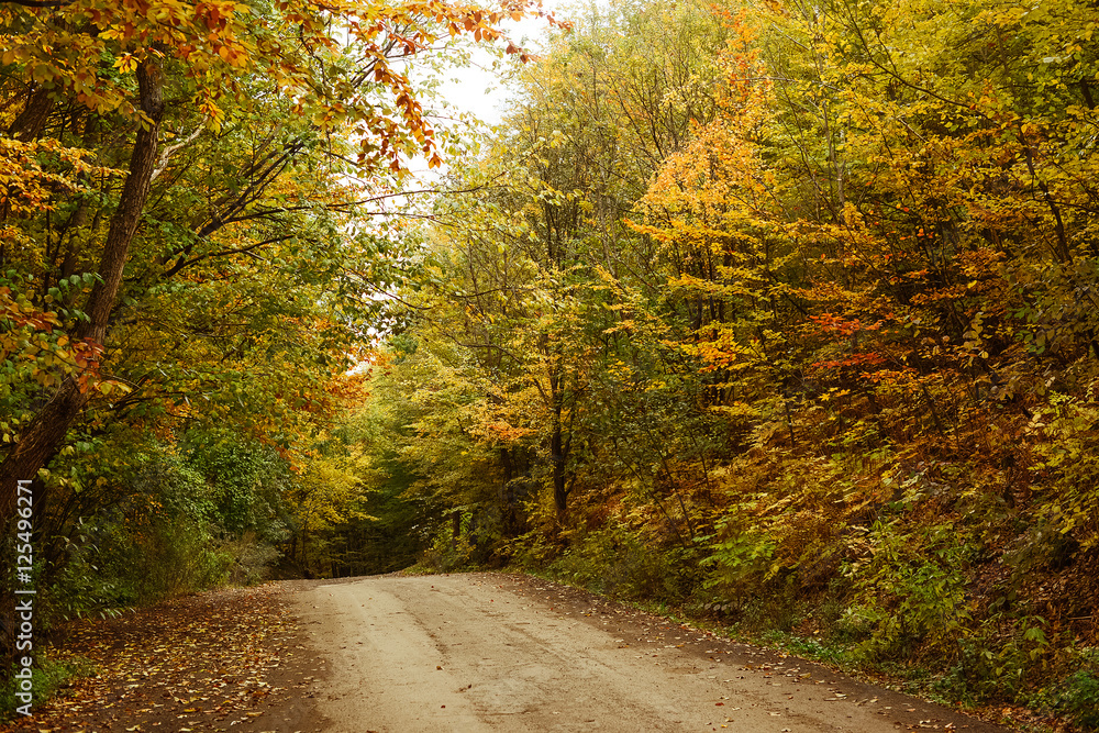 Fototapeta premium Road in the autumnal forest.