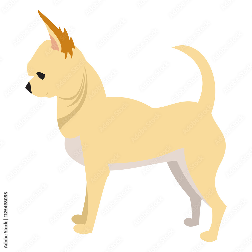 Chihuahua dog breed