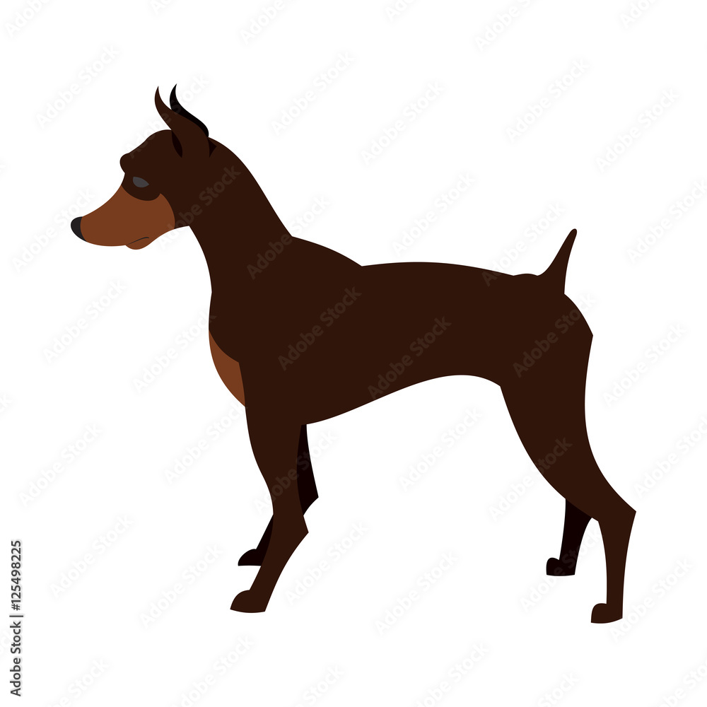 Doberman pincher dog Doberman pincher dog
