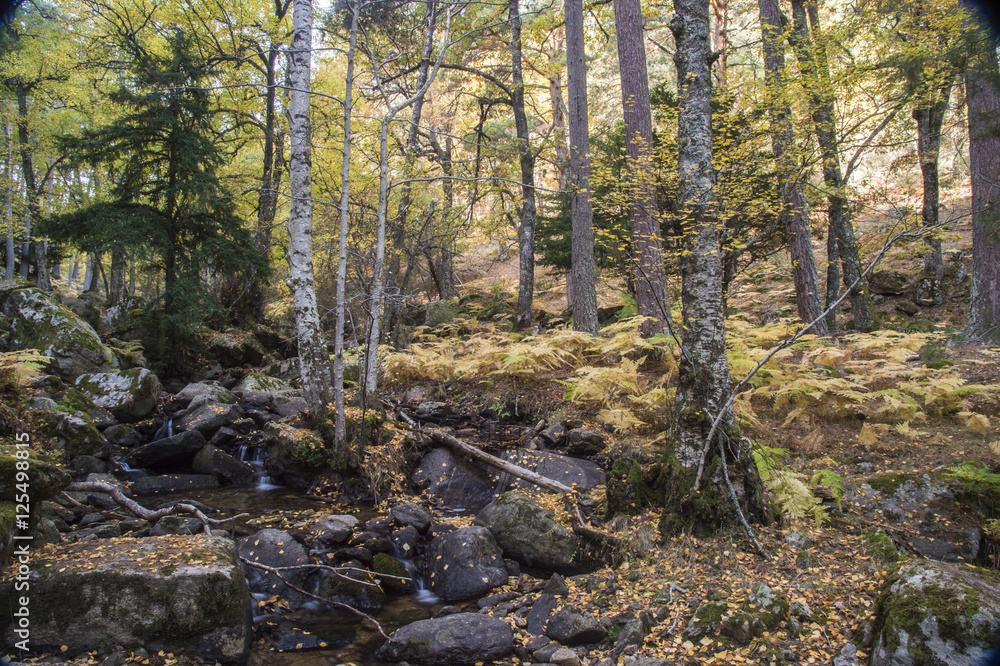 Naklejka premium Birch forest