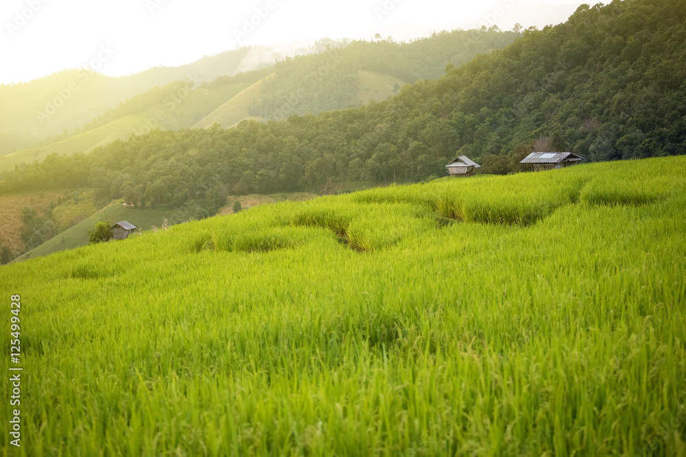 rice field scenery in Thailand