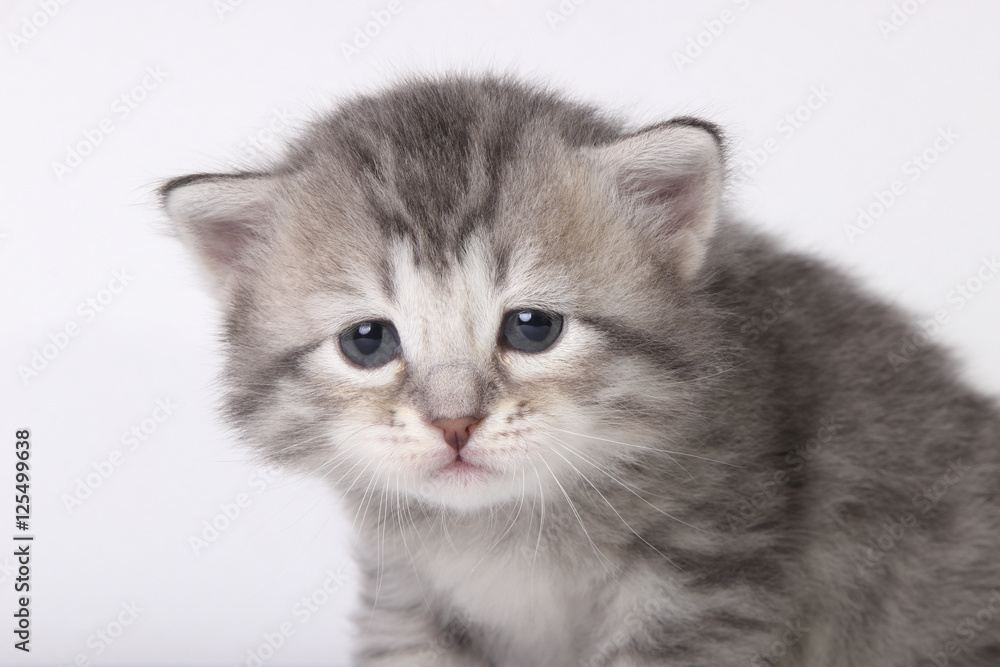 gray kitten on a white background gray kitten on a white background