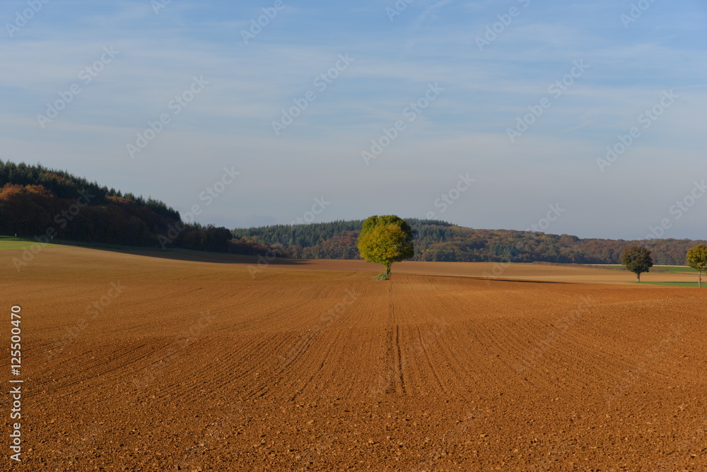 Paysage automne