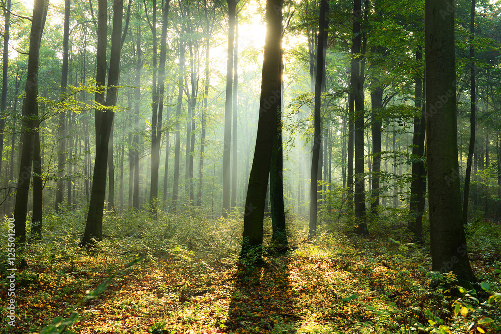 Fototapeta premium Morning in the forest