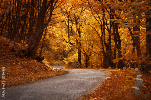 Road in the autumn forest