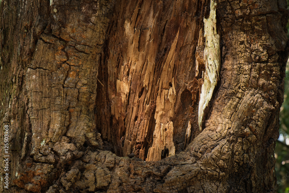 Bark of pine and rotten wooden on treeon tree Bark of pine and rotten wooden on treeon tree