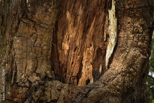 Bark of pine and rotten wooden on treeon tree