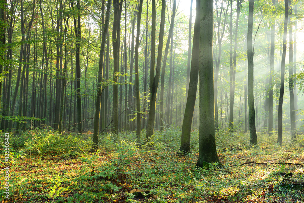 Obraz premium Poranek w lesie