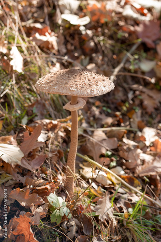 Forest mushrooms on humus soil in forest