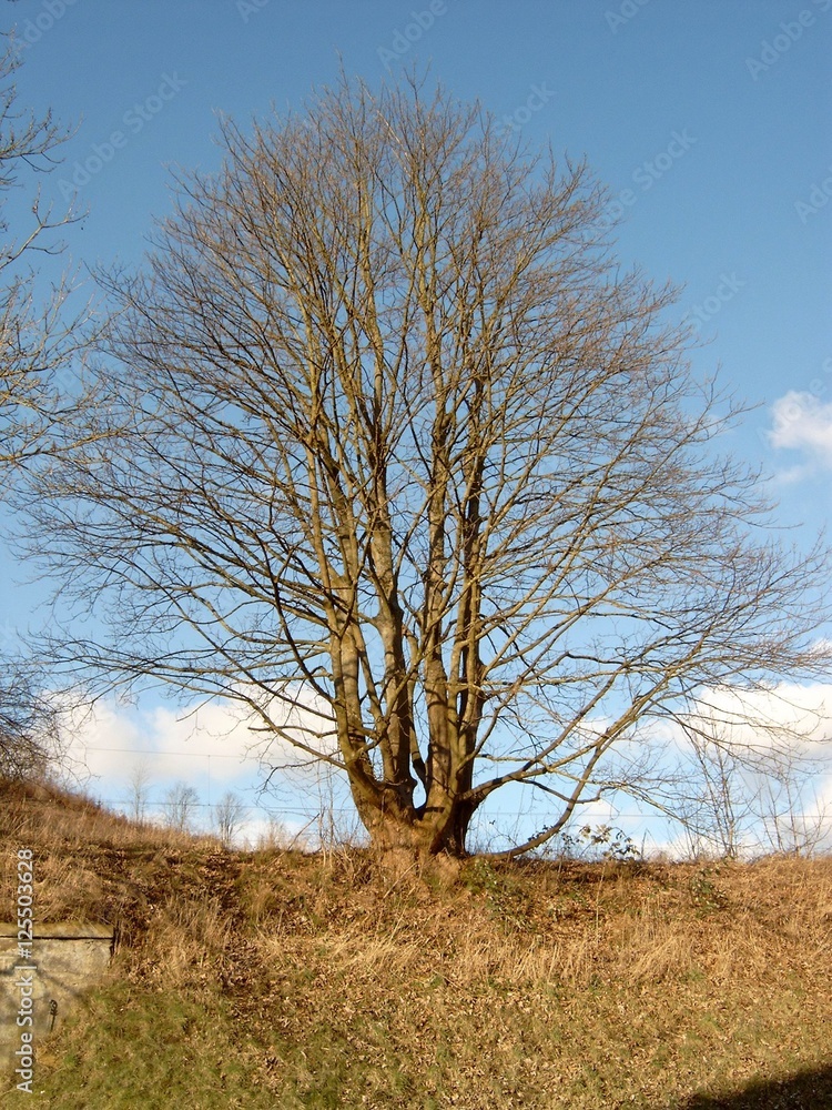 Obraz premium Baum im Winter - kahl