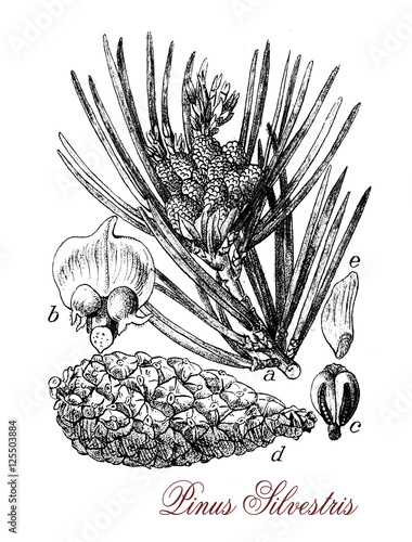 Scots pine or pinus silvestris is an evergreen coniferous tree and grows up to 35mt. in height. Its lifespan is normally 150–300 years, leaves are green-blue needles, fruits are yellow-brown cones. photo