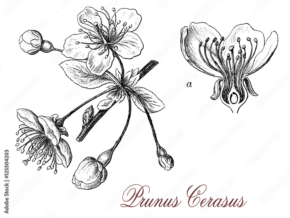 Fototapeta premium Sour cherry (prunus cerasus) flowers, botanical vintage engravin