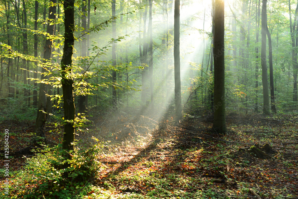 Fototapeta Morning in the forest