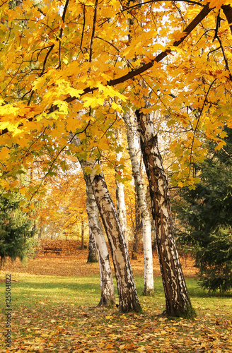 several birches with beautiful white trunks and colorful leaves and yellow branches of a maple at the foreground in the autumn park
