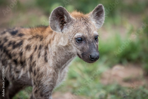 Starring young Spotted hyena.