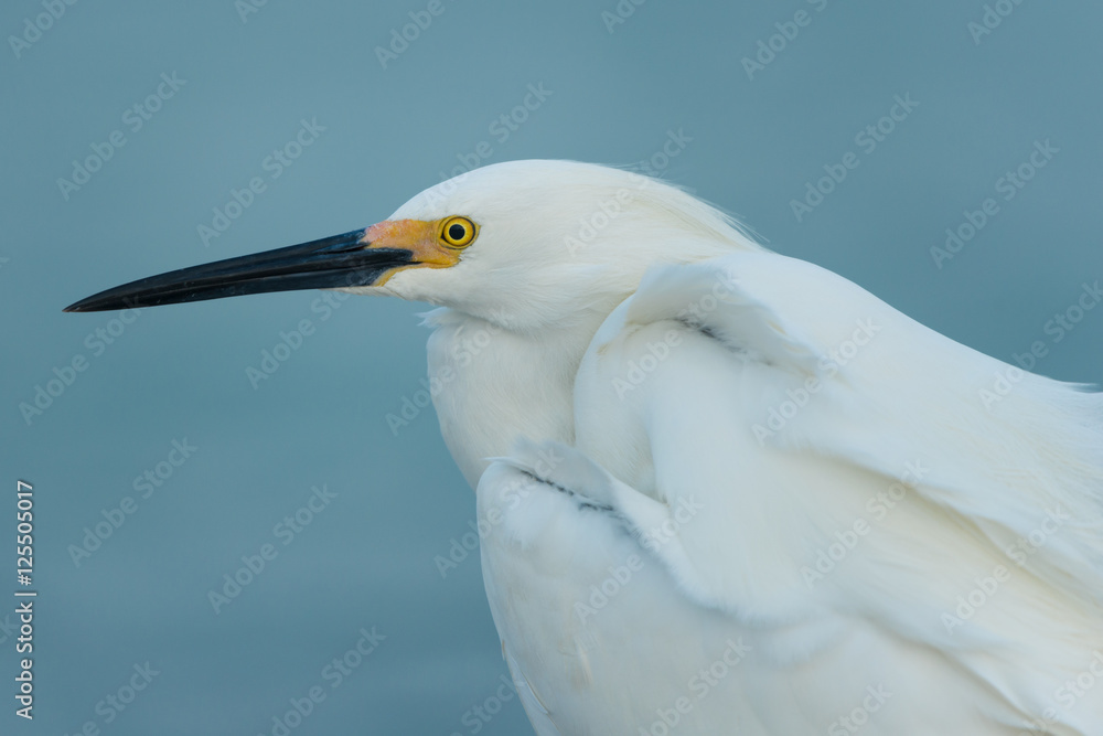 Portrait of Snowy Egret (Egretta thula) in breeding plumage - Fort de Soto, Florida Portrait of Snowy Egret (Egretta thula) in breeding plumage - Fort de Soto, Florida