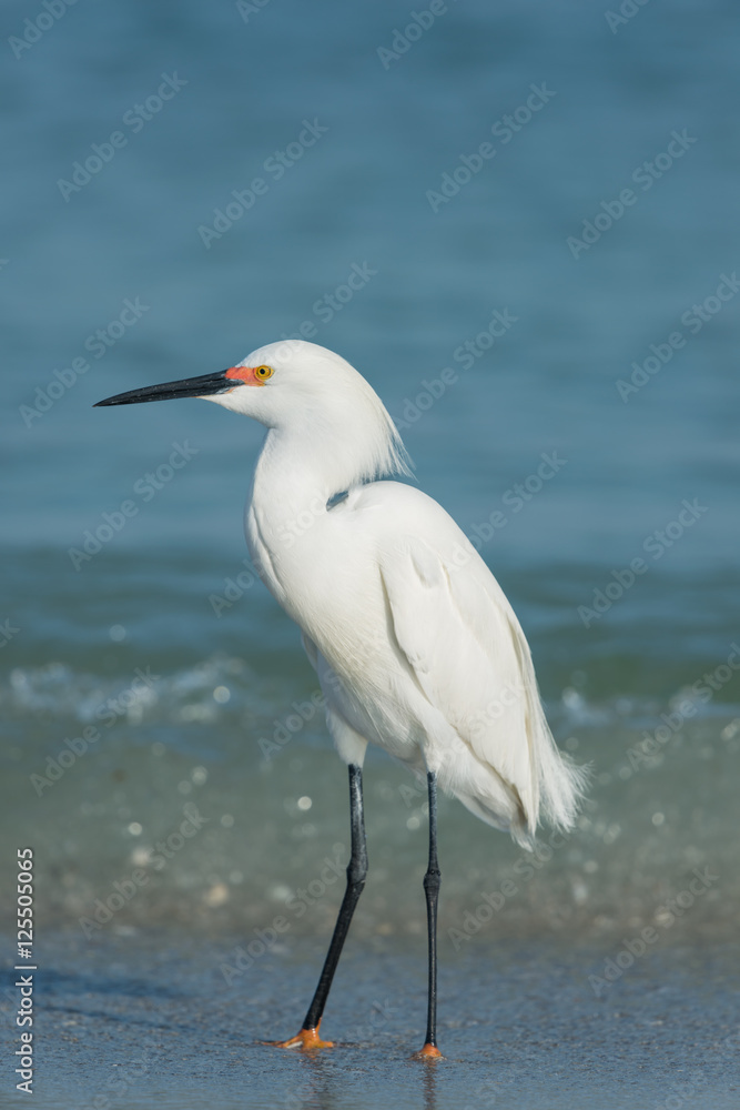 Portrait of Snowy Egret (Egretta thula) in breeding plumage - Fort de Soto, Florida Portrait of Snowy Egret (Egretta thula) in breeding plumage - Fort de Soto, Florida