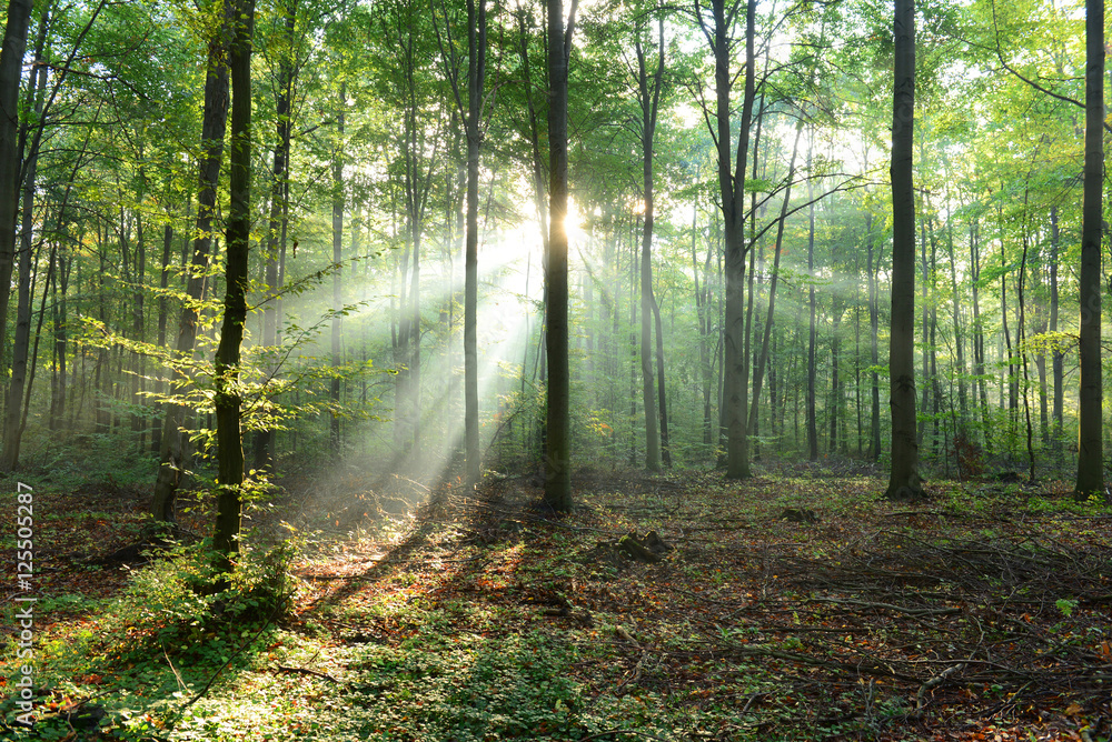 Fototapeta premium Morning in the forest