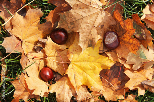 three chestnuts on the yellow maple leaves in autumn
