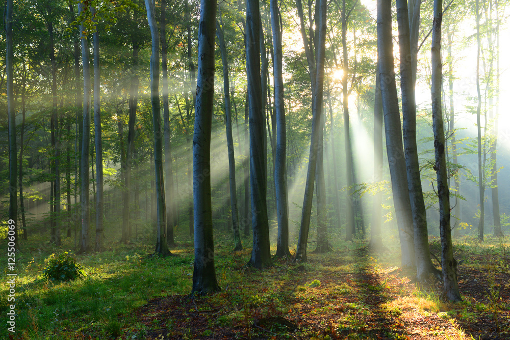 Morning in the forest