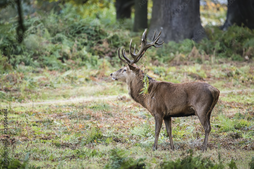 Obraz premium Majestic powerful red deer stag Cervus Elaphus in forest landsca