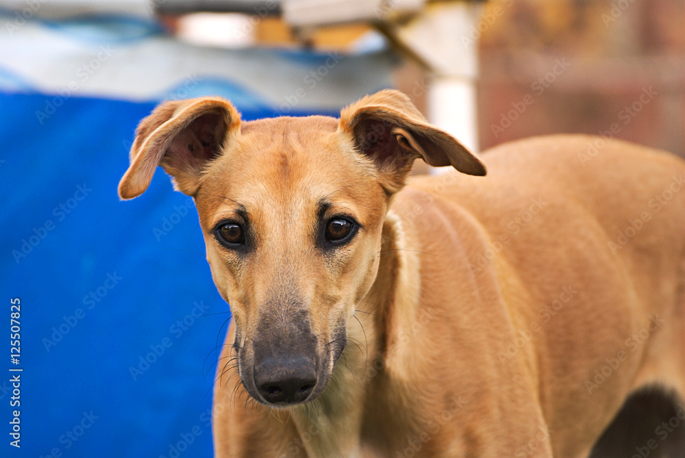 Brown greyhound 