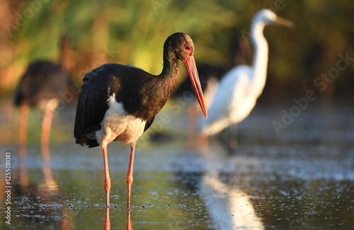 Black stork (Ciconia nigra)