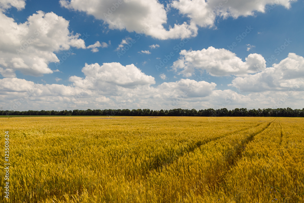 Ukrainian wheat field on a background of blue sky,wheat harvest, ears of wheat, beautiful summer landscape, beautiful white clouds Ukrainian wheat field on a background of blue sky,wheat harvest, ears of wheat, beautiful summer landscape, beautiful white clouds