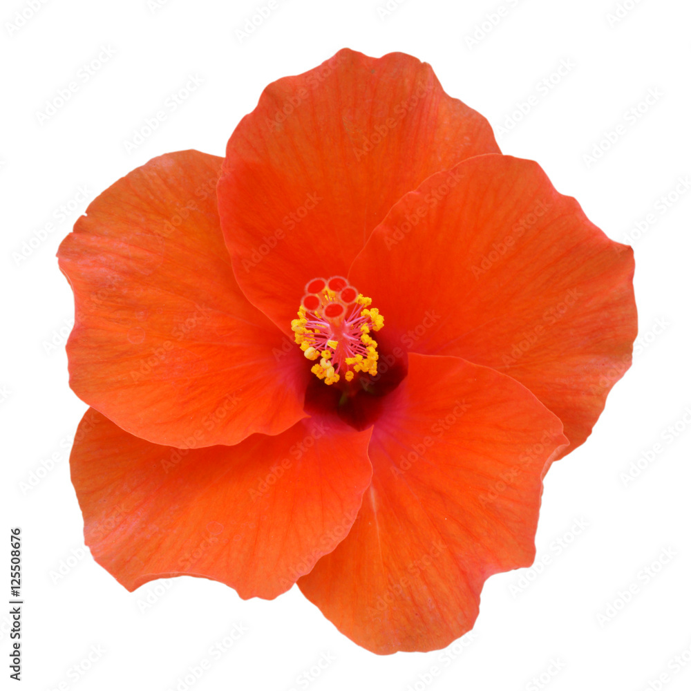 Obraz premium Orange Hibiscus on white background with path