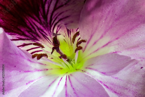 pistil and stramen of royal geranium flower closeup