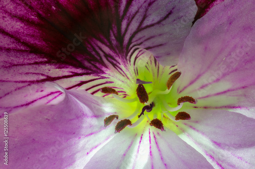 Fototapeta Naklejka Na Ścianę i Meble -  pistil and stramen of royal geranium flower closeup