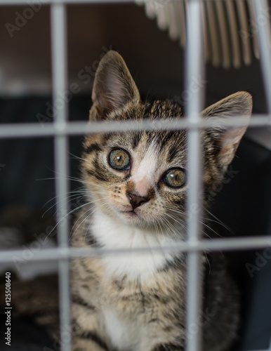 Stray kitten with sad expression looking out from a cage - vertical.