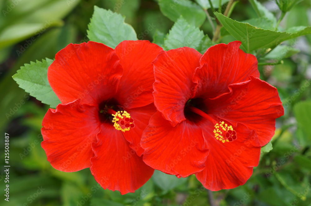 Couple of Red Hibiscus