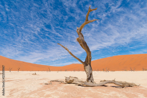 Deadvlei, Baum mit Vogelnest, Dünen, Namibia