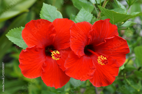 Couple of Red Hibiscus