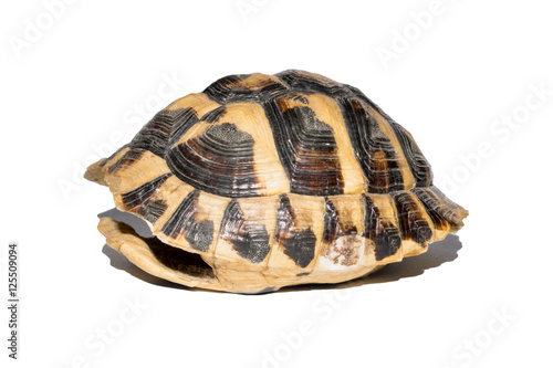 empty turtle shell isolated on white background,shot sideways