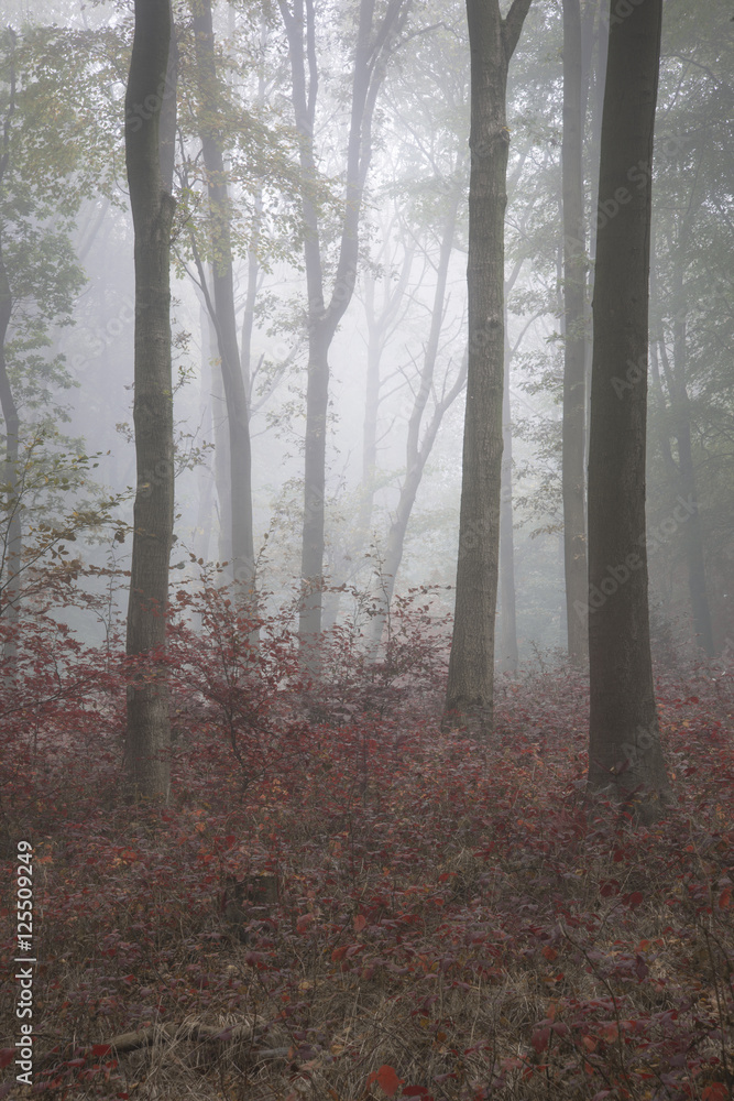 Obraz premium Stunning colorful vibrant evocative Autumn Fall foggy forest lan