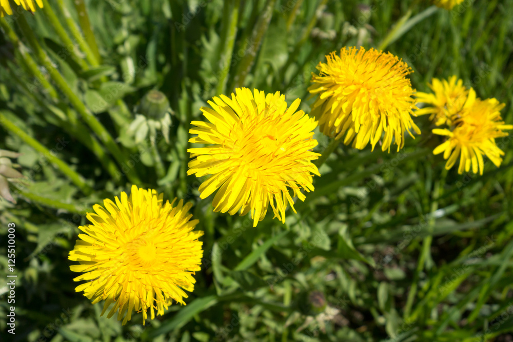 Yellow dandelion flowers. Taraxacum. Yellow dandelion flowers. Taraxacum.