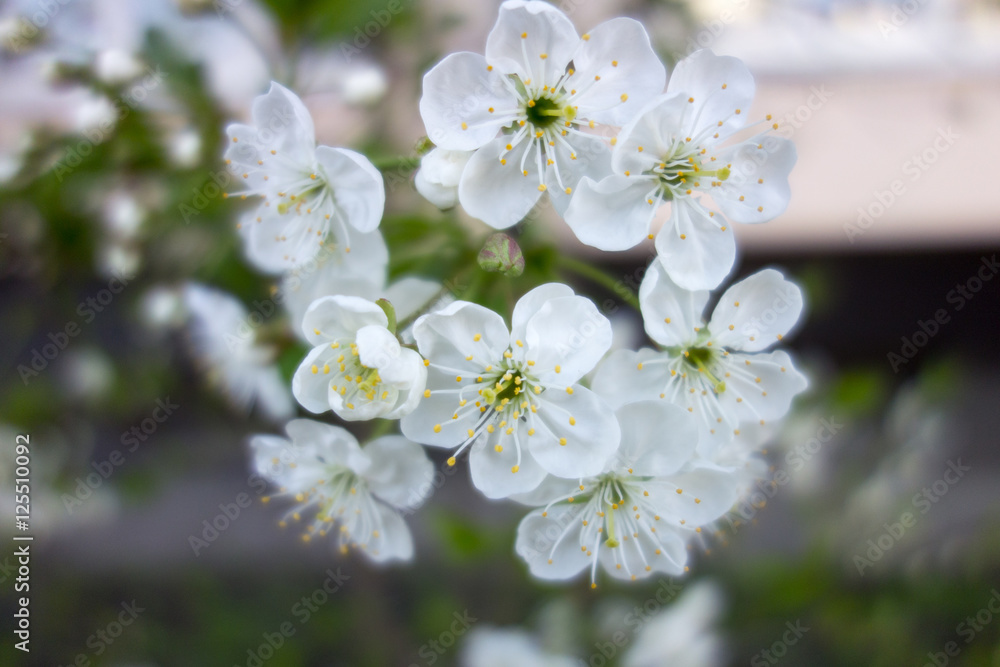 white cherry tree flower in spring white cherry tree flower in spring
