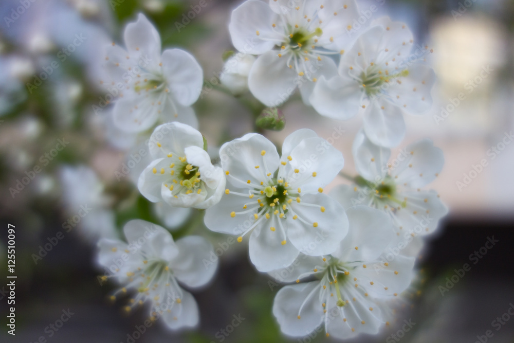 white cherry tree flower in spring white cherry tree flower in spring