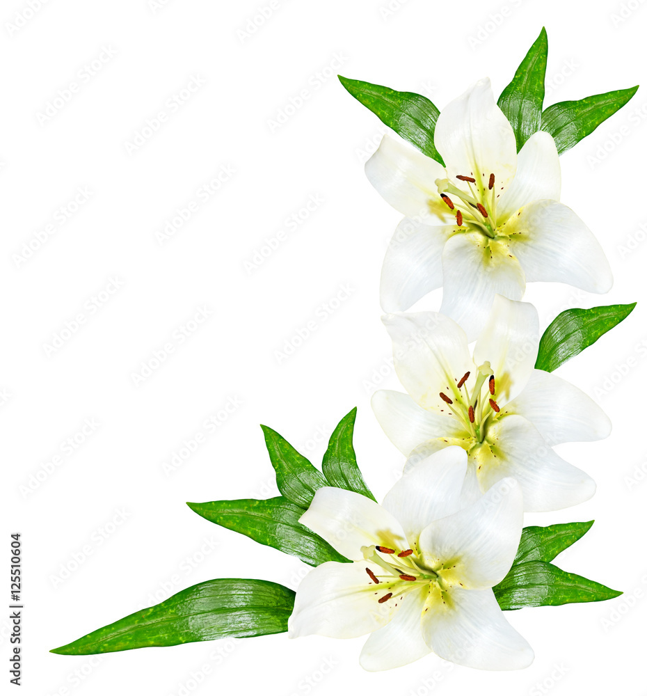 Fototapeta premium Flower lily isolated on white background.
