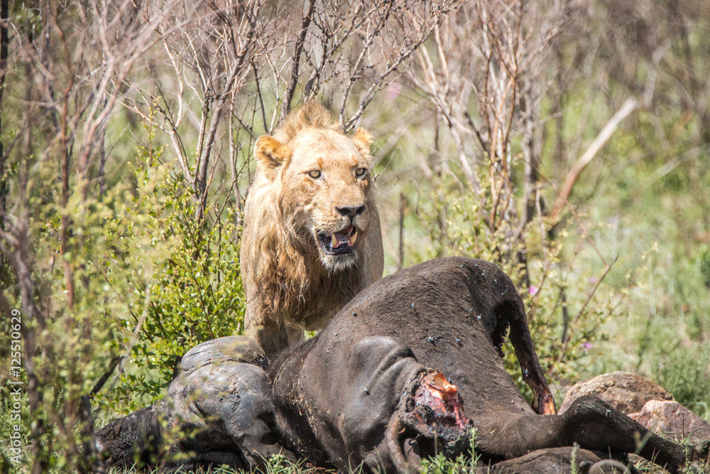 Obraz premium Male Lion on a Buffalo kill.