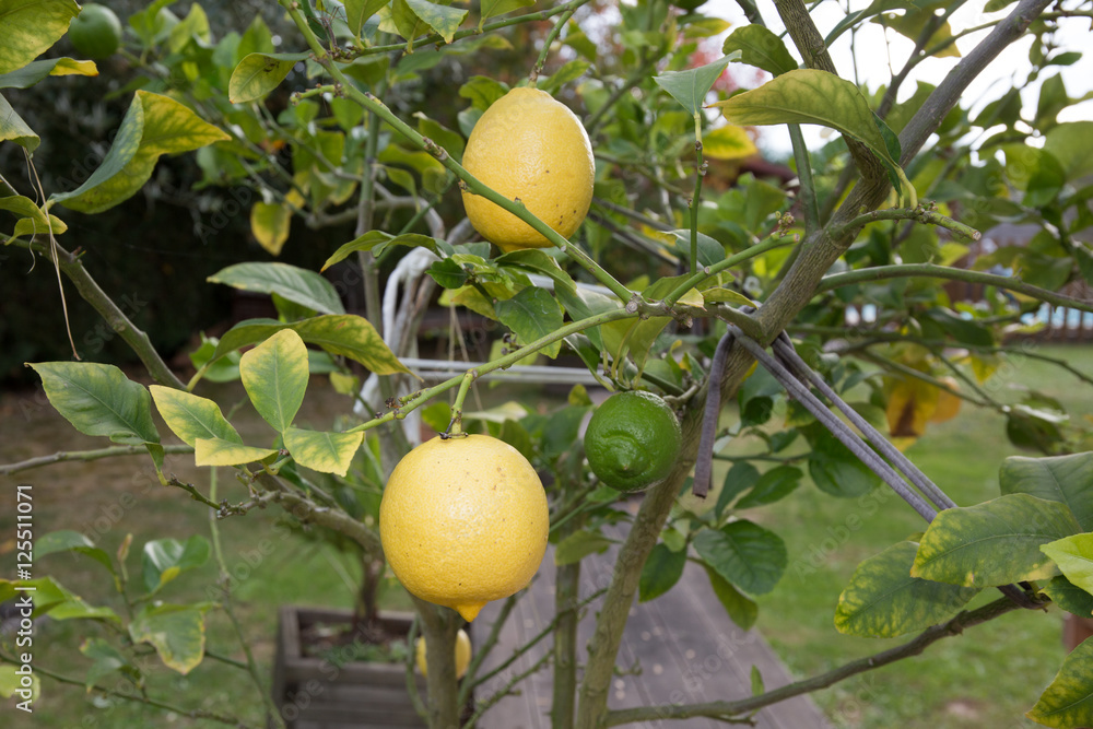 Bunch of fresh ripe lemons on a lemon tree branch in sunny garden