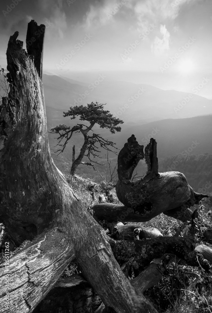 Obraz premium Pinetree na monuntain wzgórzu. Czarny i biały