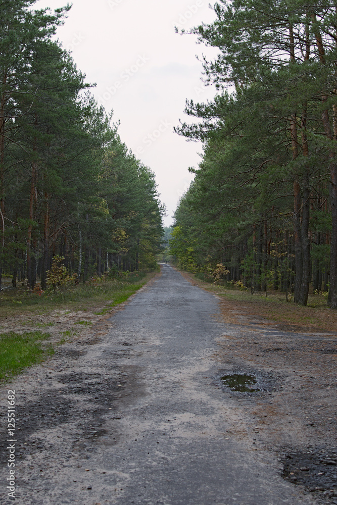 Fototapeta premium Old asphalt road in the forest