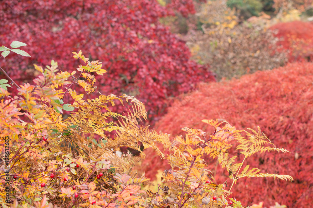 Autumn in the woods background, selective focus. Yellows, reds, orange colours Autumn in the woods background, selective focus. Yellows, reds, orange colours