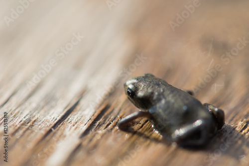 Small baby frog sitting on wood