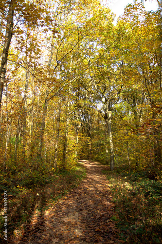 Forêt en automne © feuerpferd1111
