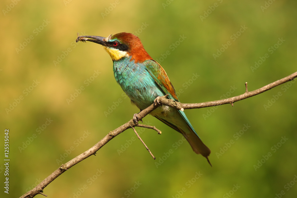 The European bee-eater (Merops apiaster) sitting on the branch witk bee on the beak The European bee-eater (Merops apiaster) sitting on the branch witk bee on the beak