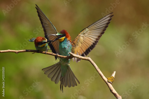 The European bee-eater (Merops apiaster) sitting on the branch, pair